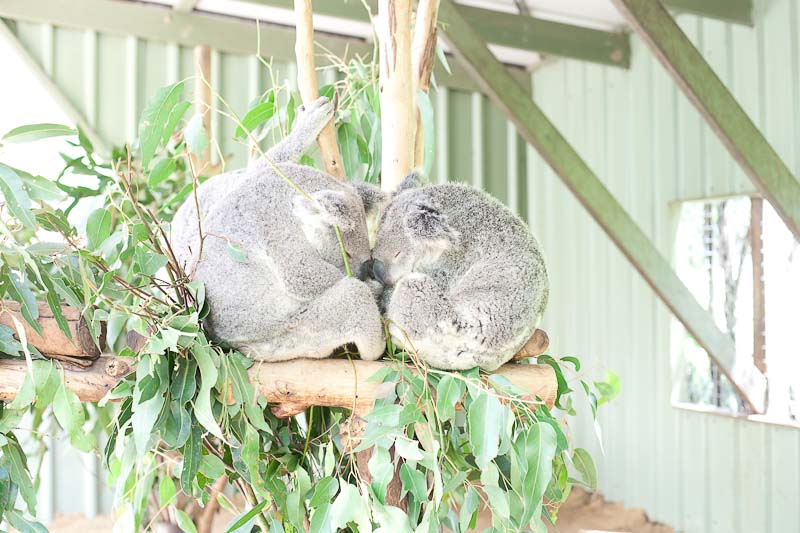 to tætte koalaer